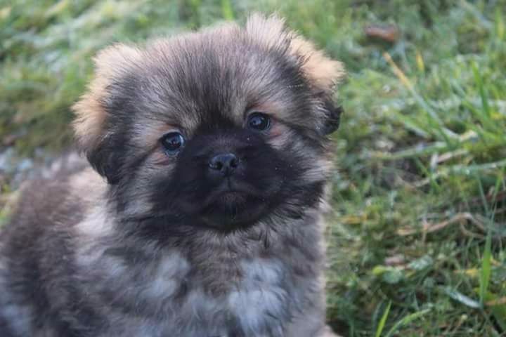 Of Lovely Paradise  - Chiot disponible  - Epagneul tibetain